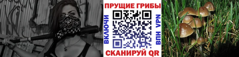 закладка  Заволжье  Галлюциногенные грибы GOLDEN TEACHER 